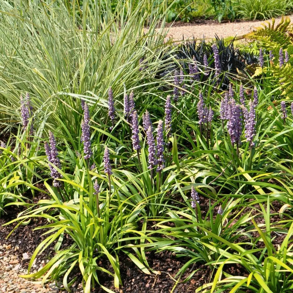Border met siergrassen en vaste planten op de juiste standplaats voor een gezonde en sterke tuin