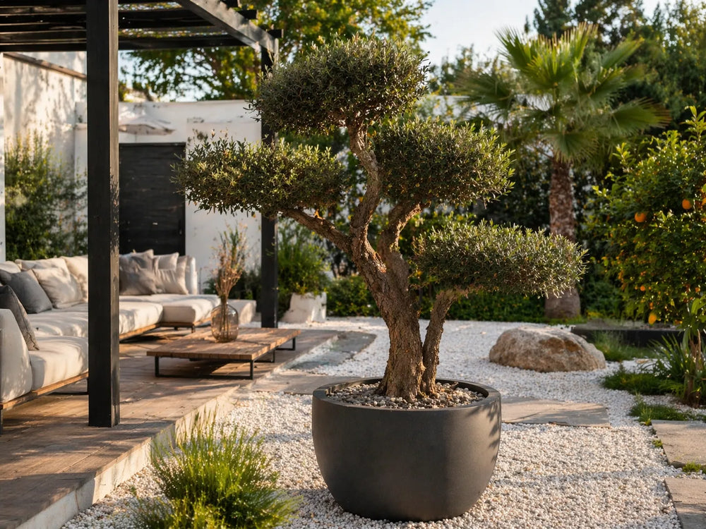 Sfeervolle moderne tuin met olijfboom, palm- en citrusboom