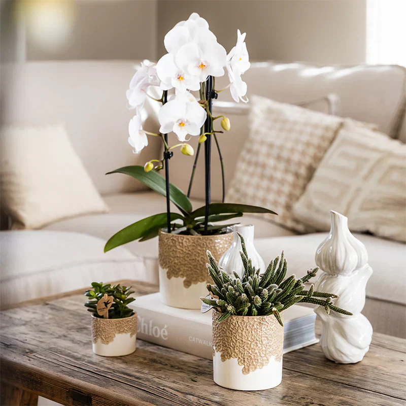 Kleine bloempotten met orchidee en succulent in een rustig modern interieur