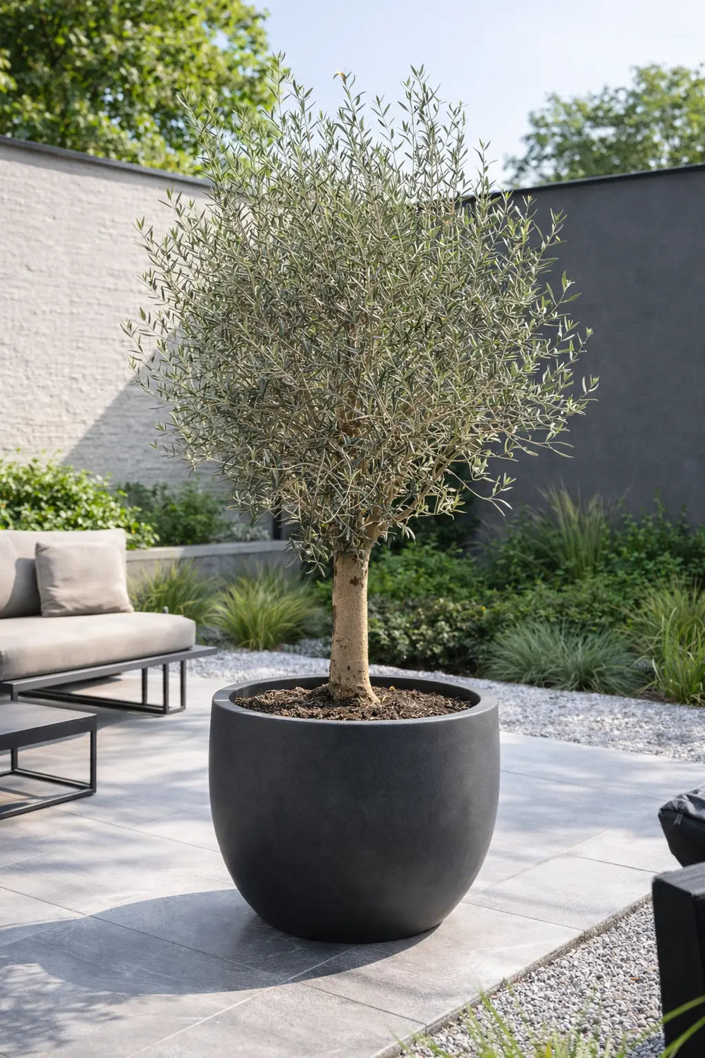 Olijfboom in grote moderne bloempot op terras in zonnige tuin