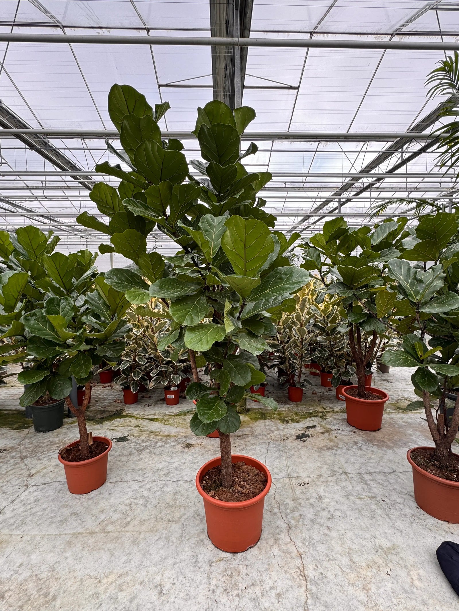 Grote Ficus Lyrata van 180+ cm in kwekerij met grote groene bladeren en stevige stam