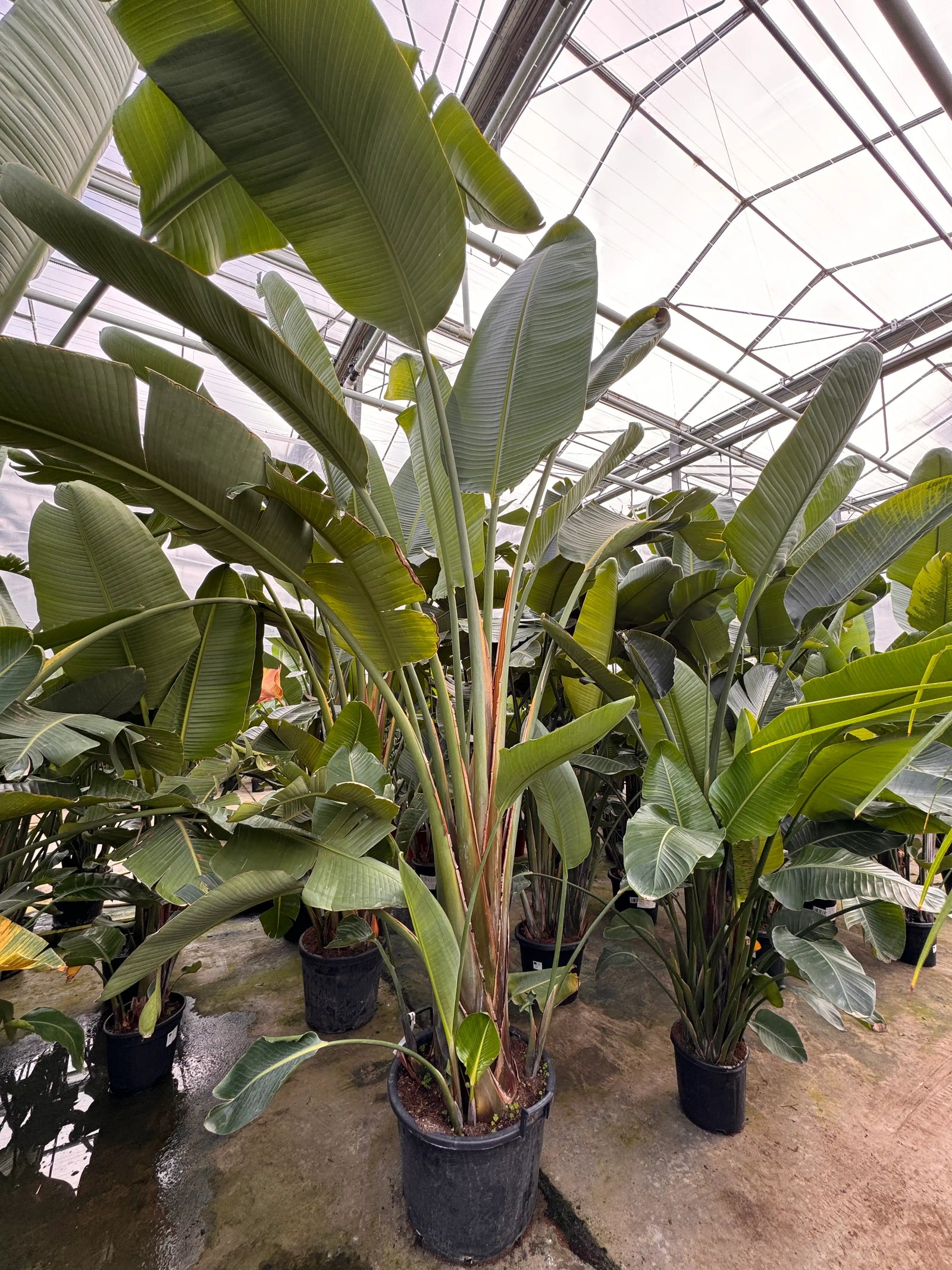 Grote Strelitzia van 200+ cm in kwekerij met grote groene bladeren en stevige stam