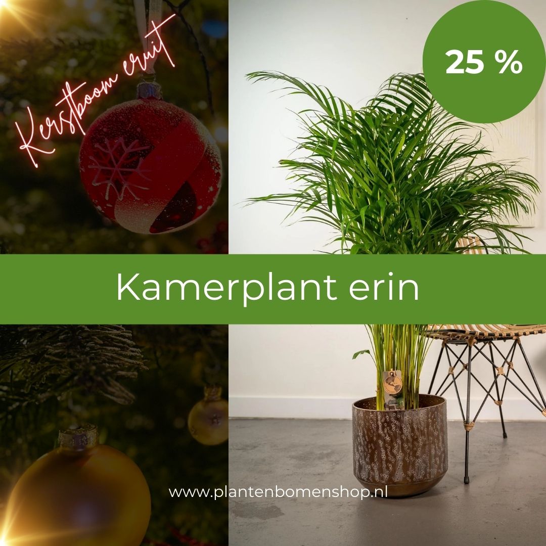 Kerstboom eruit, Kamerplant erin: Areca palm in pot koop je bij Plant & Bomenshop