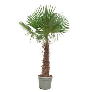 Palmbomen