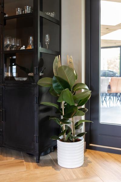 Ficus Elastica in een stijlvolle witte pot – een elegante en luchtzuiverende kamerplant voor een groene touch in elk interieur. 🌿