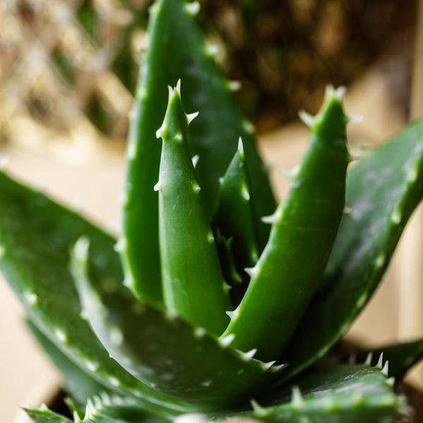 Succulent | Vetplanten voor elk interieur