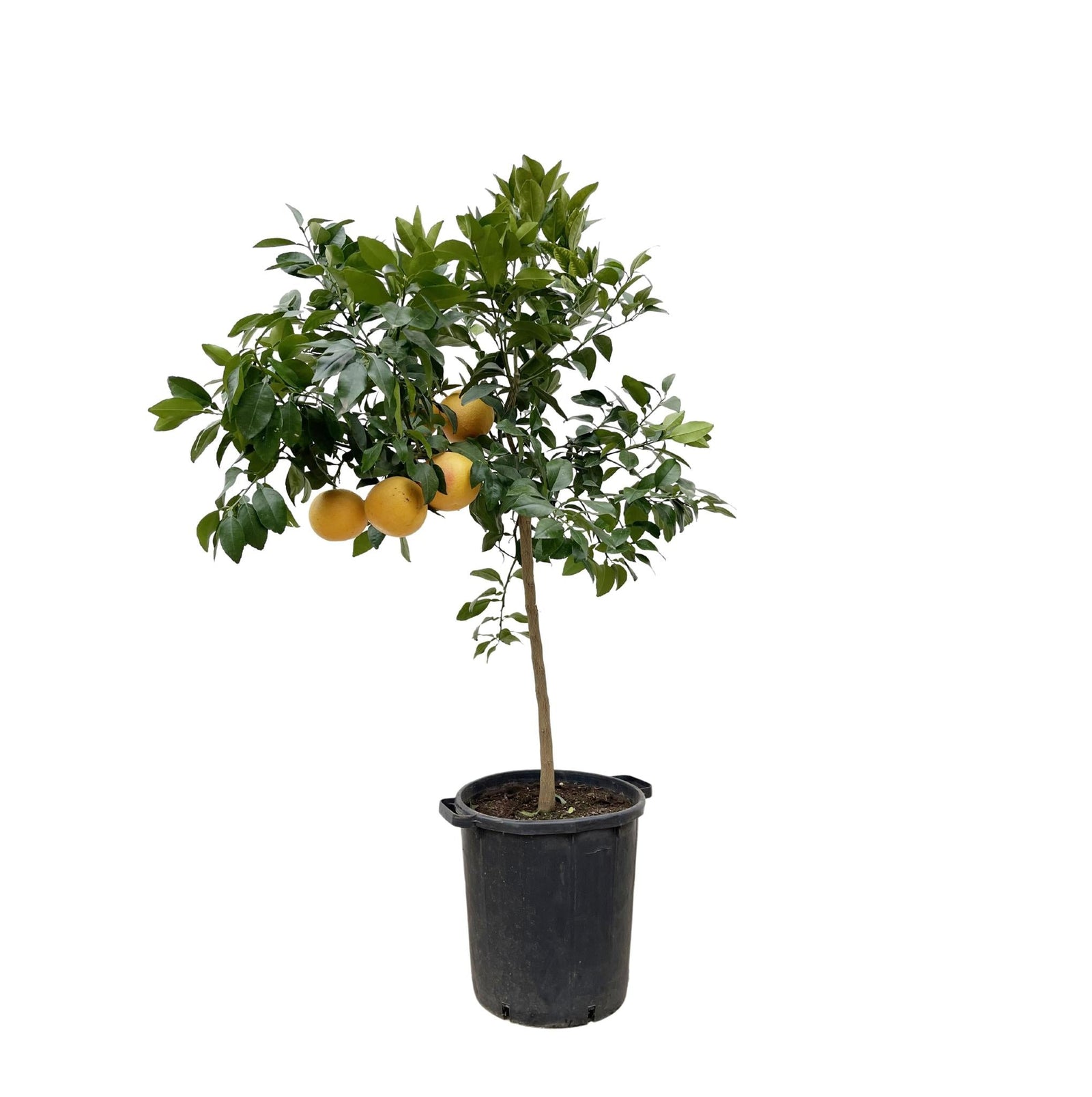 Citrusbomen