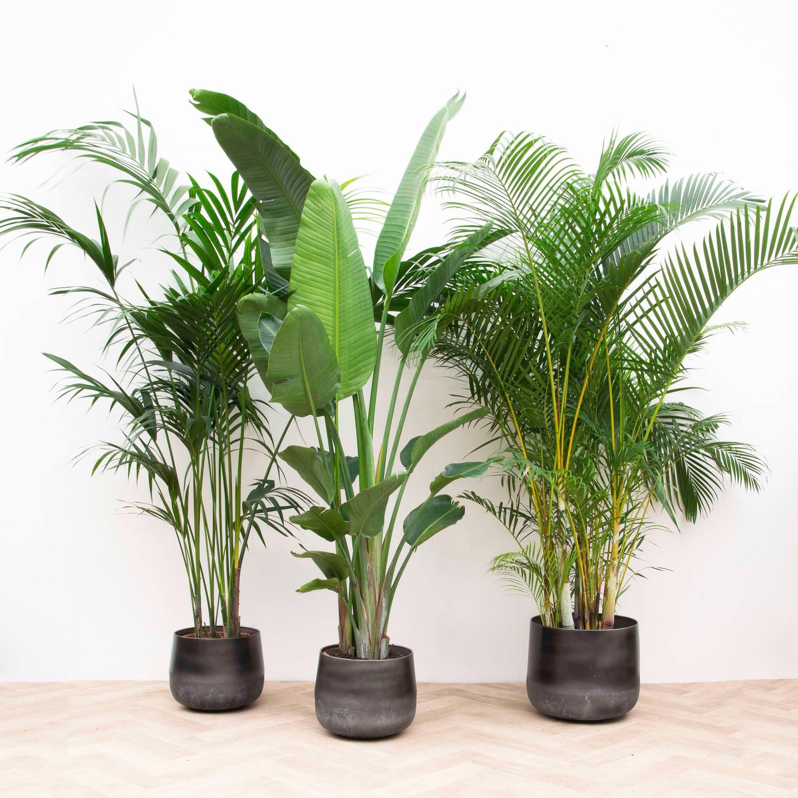 Combi Deals | Complete planten- en potten sets voor elke ruimte