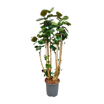 Aralia kamerplant