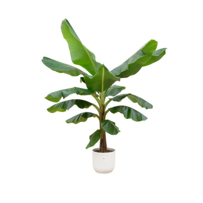Bananenplant Musa kamerplant