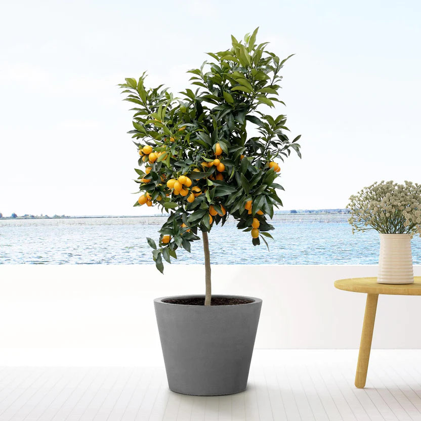 Citrusboom in grijze bloempot buiten op terras