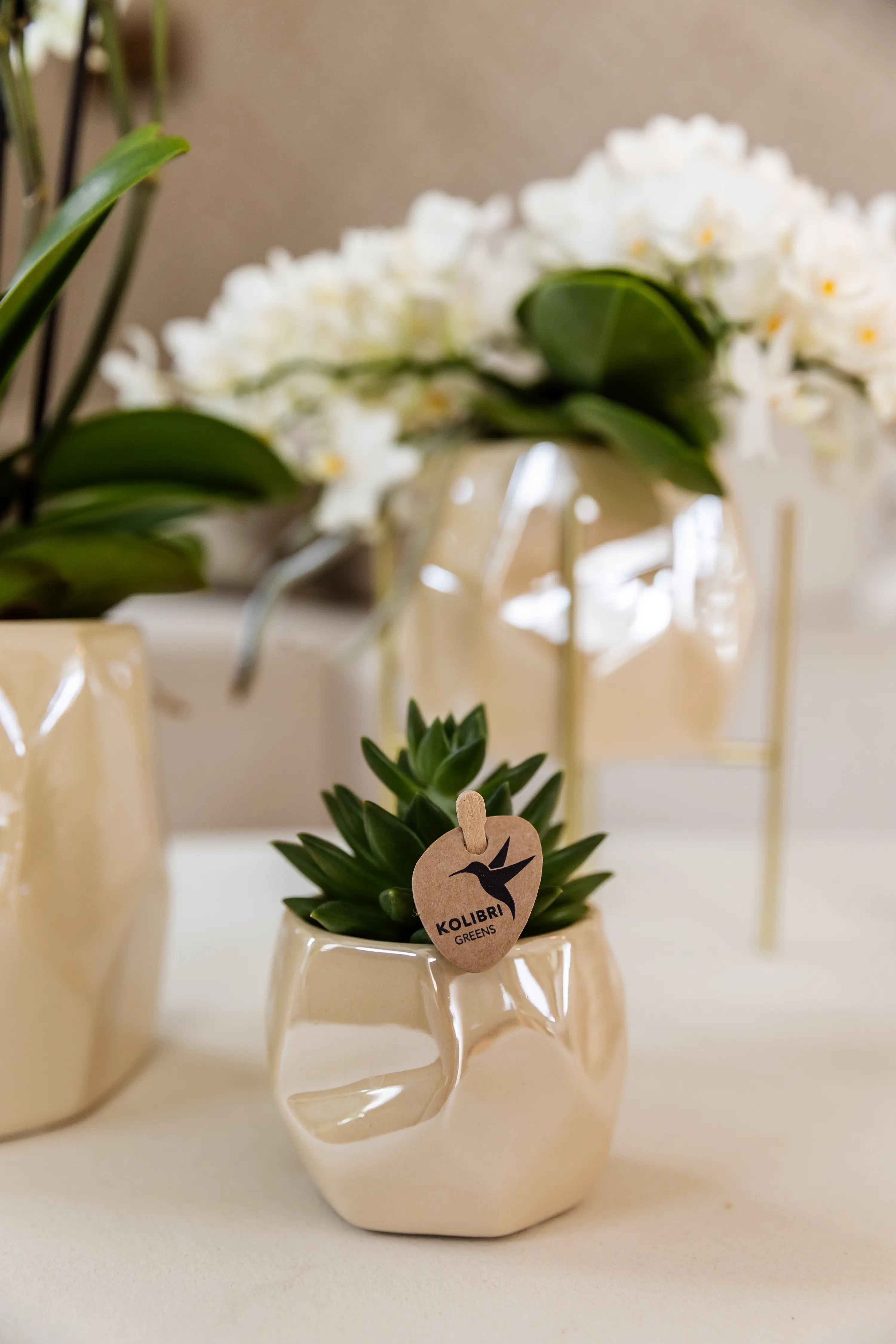 Succulent in Le Chic Pearl Travertine sierpot
