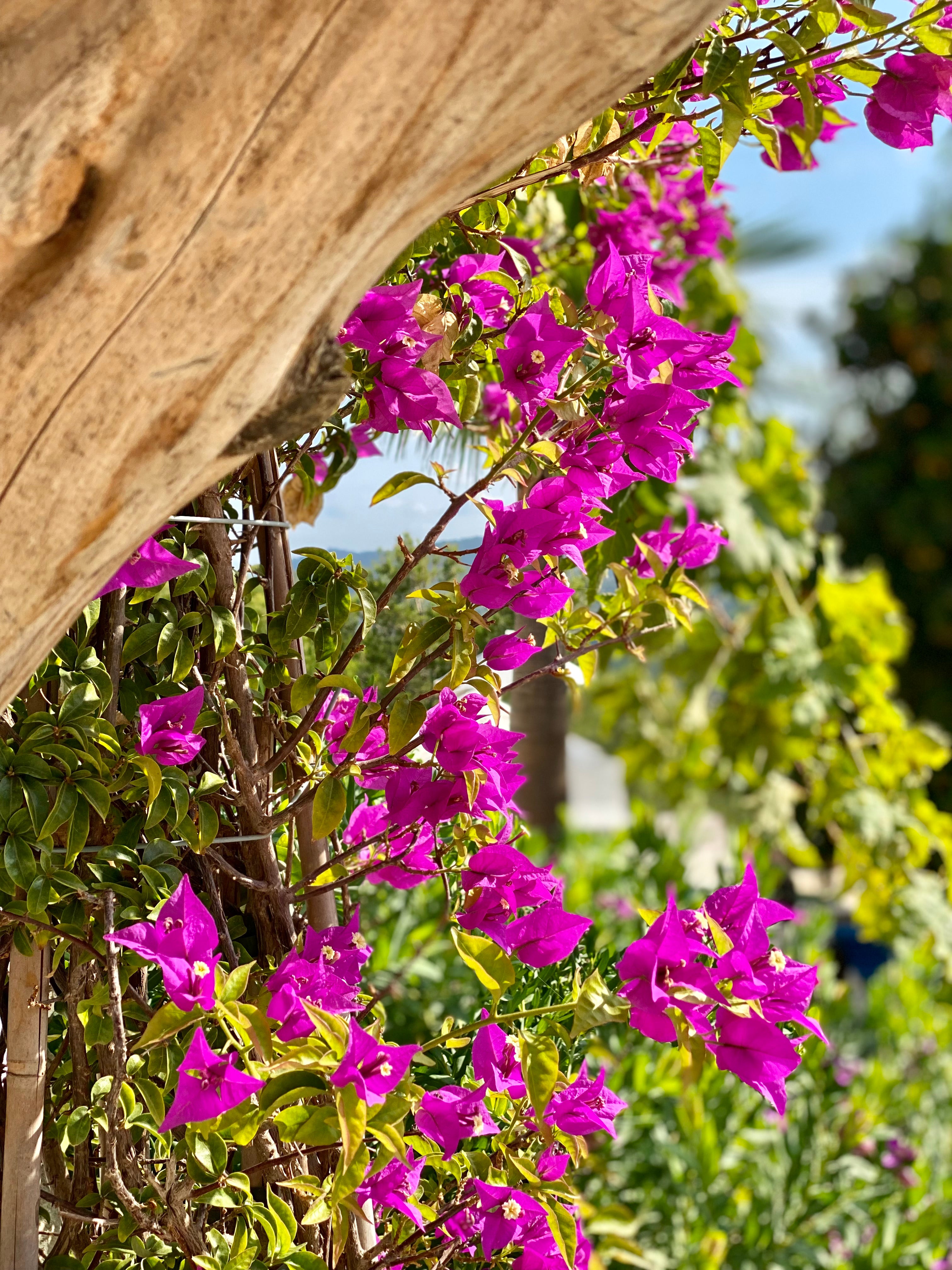 Bloeiende bougainvillea als mediterrane tuinplant, geschikt voor zonnige standplaatsen en warme tuinen met veel licht