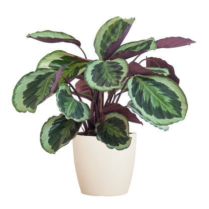 Calathea kamerplant