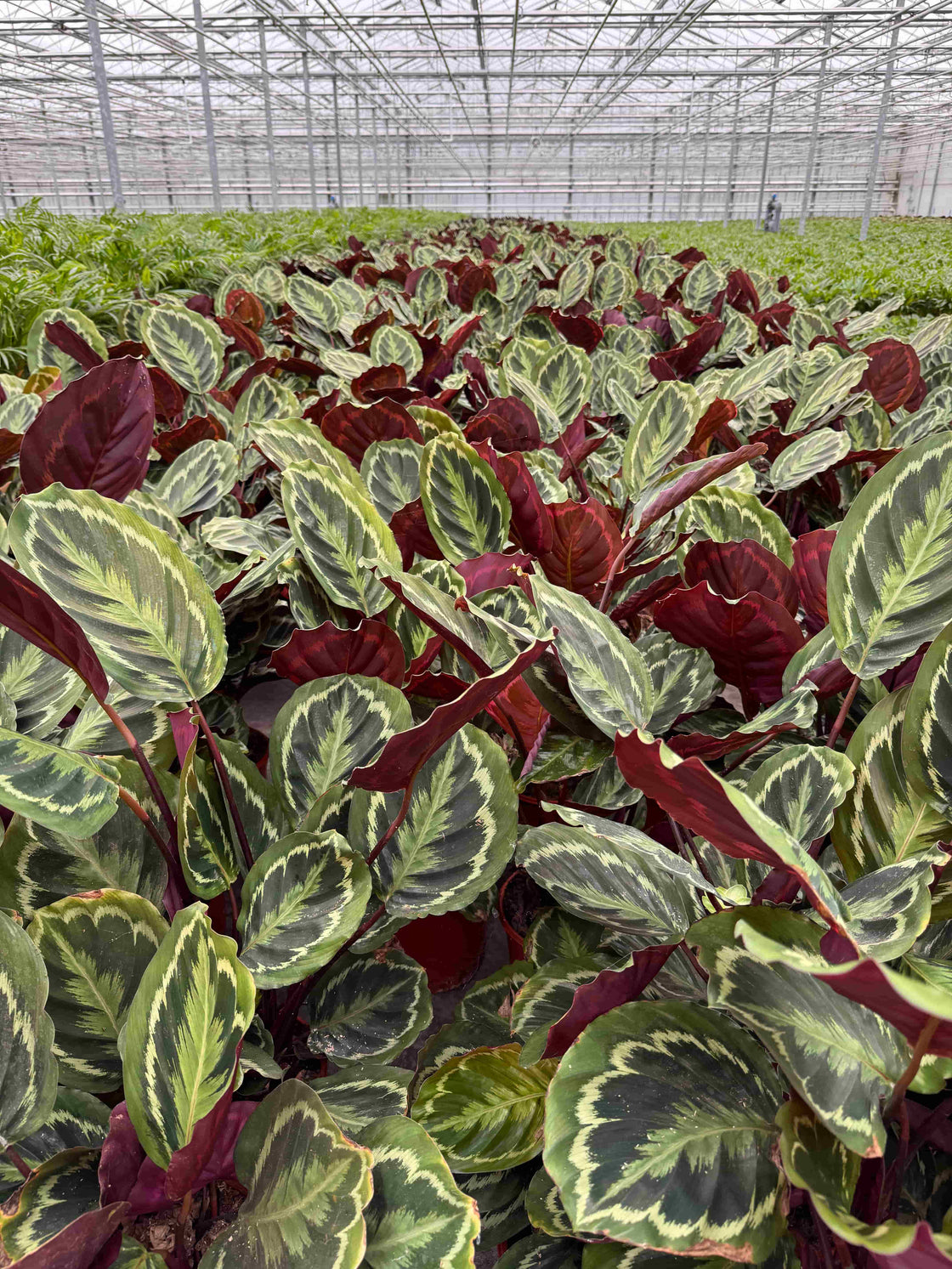 Heel veel Calathea's bij kweker