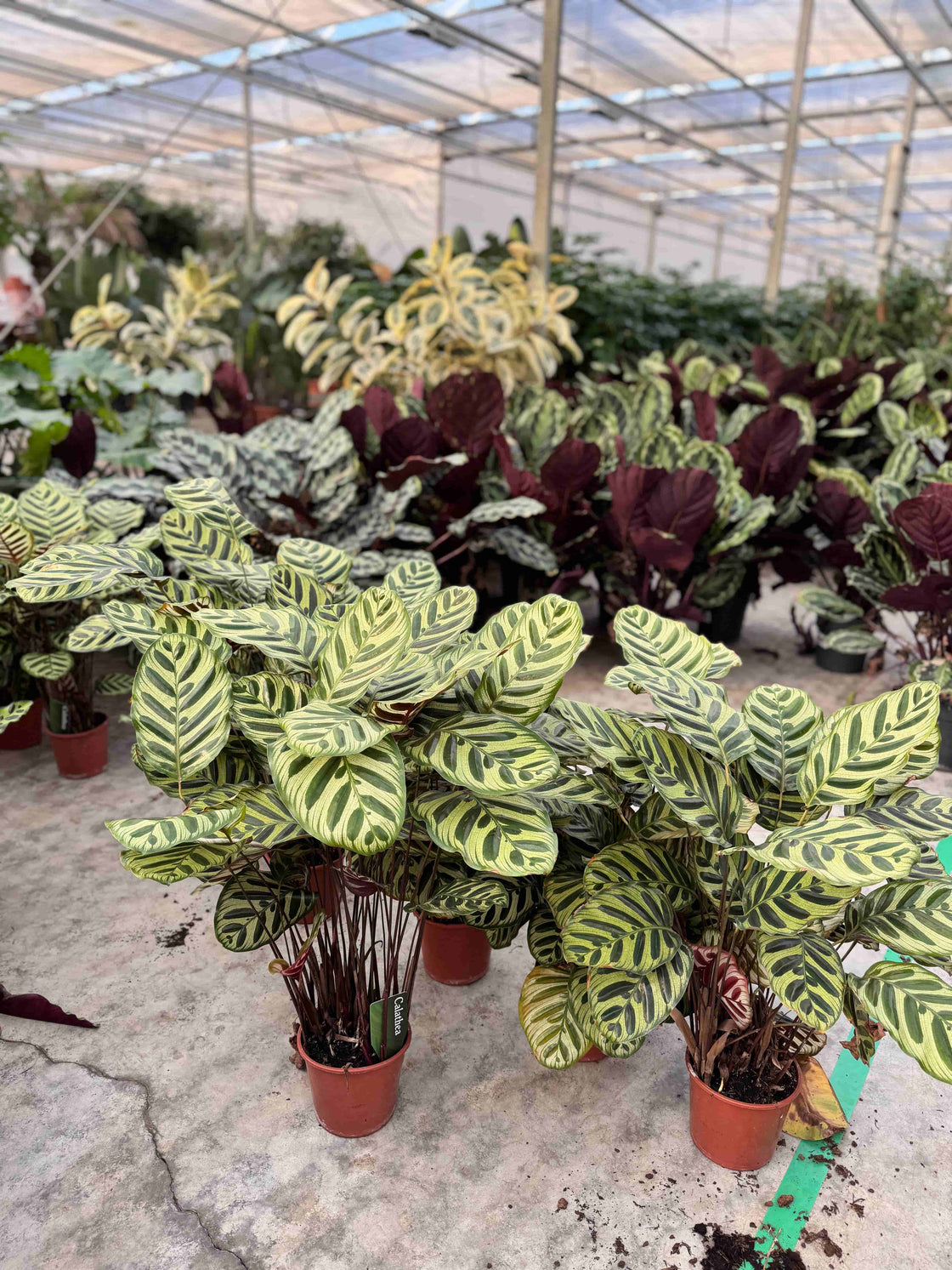 Calathea met prachtig blad bij kweker
