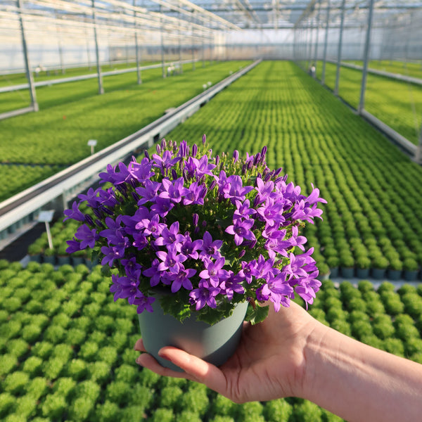 Campanula plant bij de kweker
