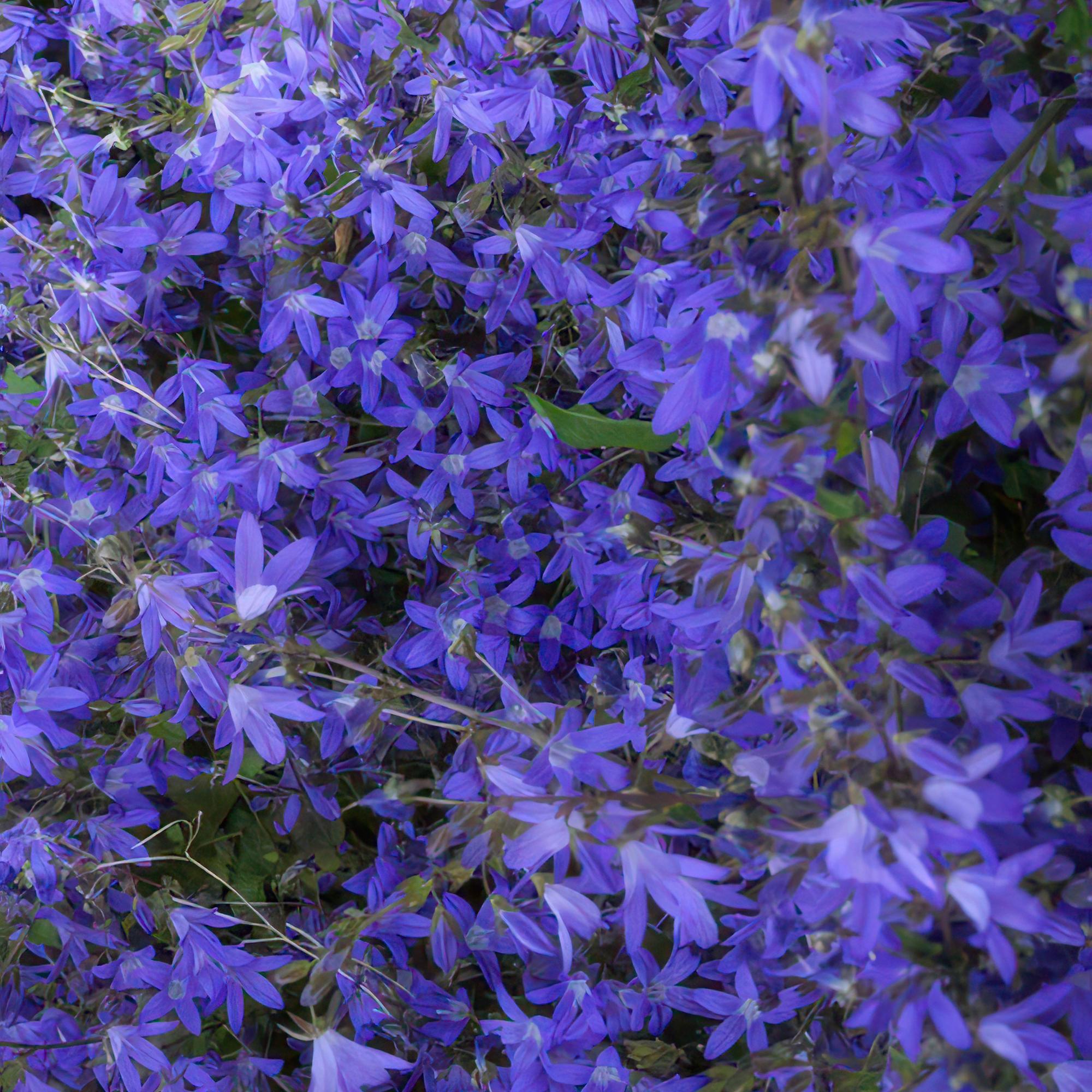 Campanula poscharskyana 'Stella' – compacte, bodembedekkende plant met uitbundige blauwe klokjesbloemen, ideaal voor borders, muurtjes of als kleurrijke tuinopvulling.