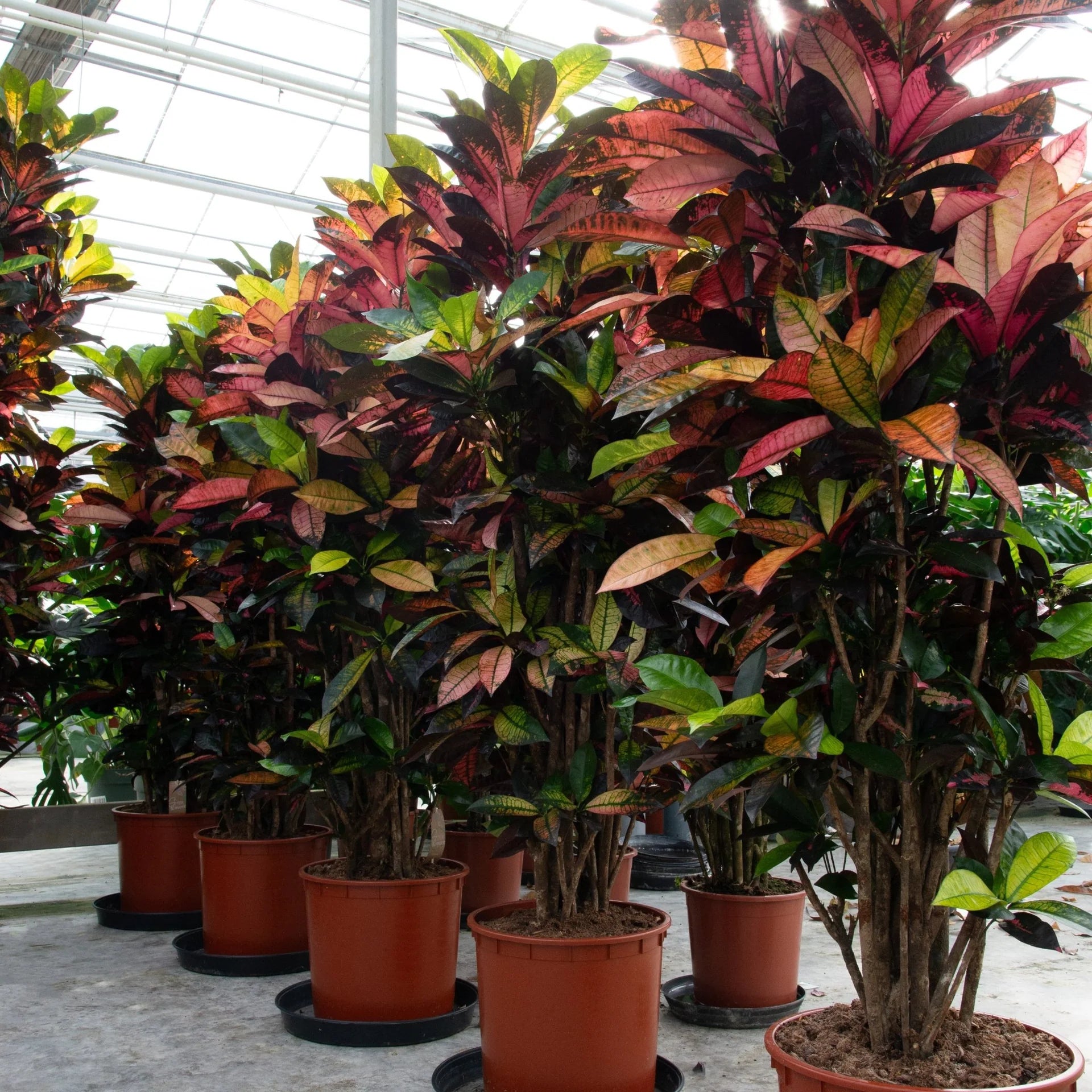 Codiaeum Iceton - 230 cm