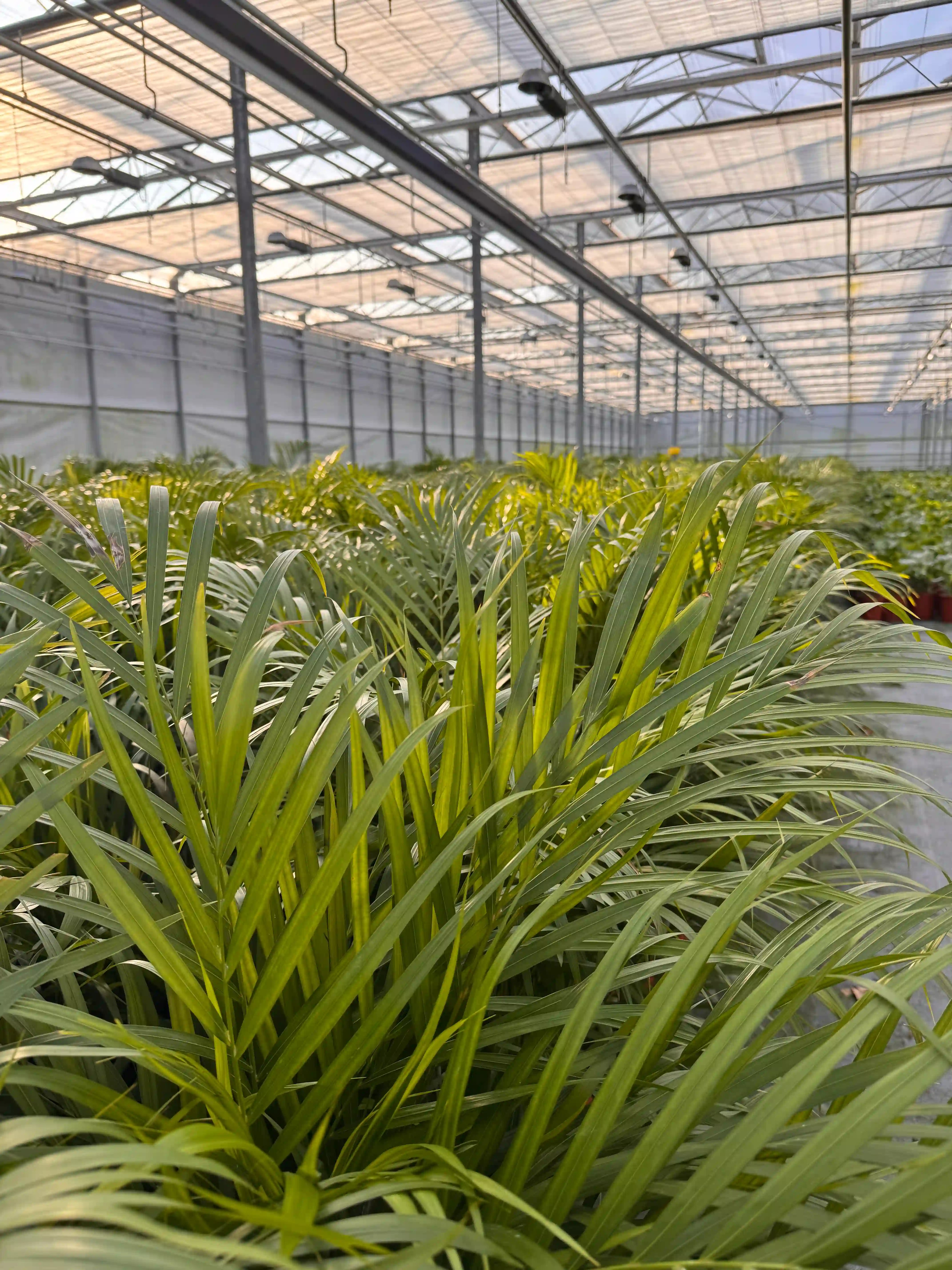 Areca Palm bij de kweker en is een diervriendelijke kamerplant