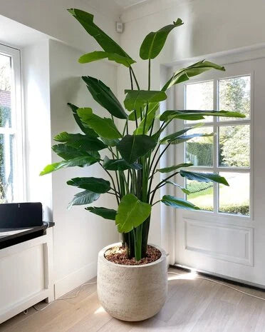 Domani GRAZ Natural White terracotta plantenpot voor binnen met grote groene kamerplant