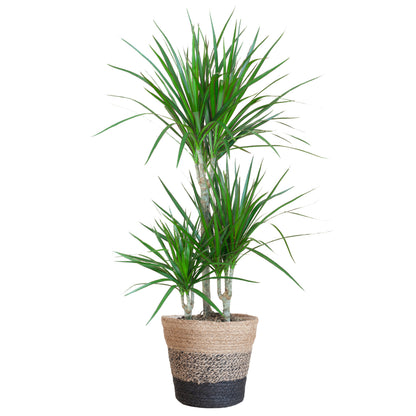 Dracaena kamerplant