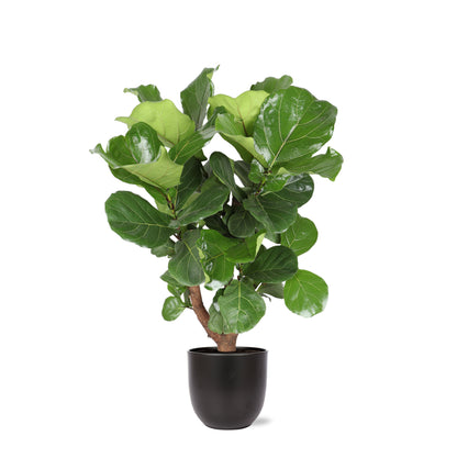 Ficus kamerplant