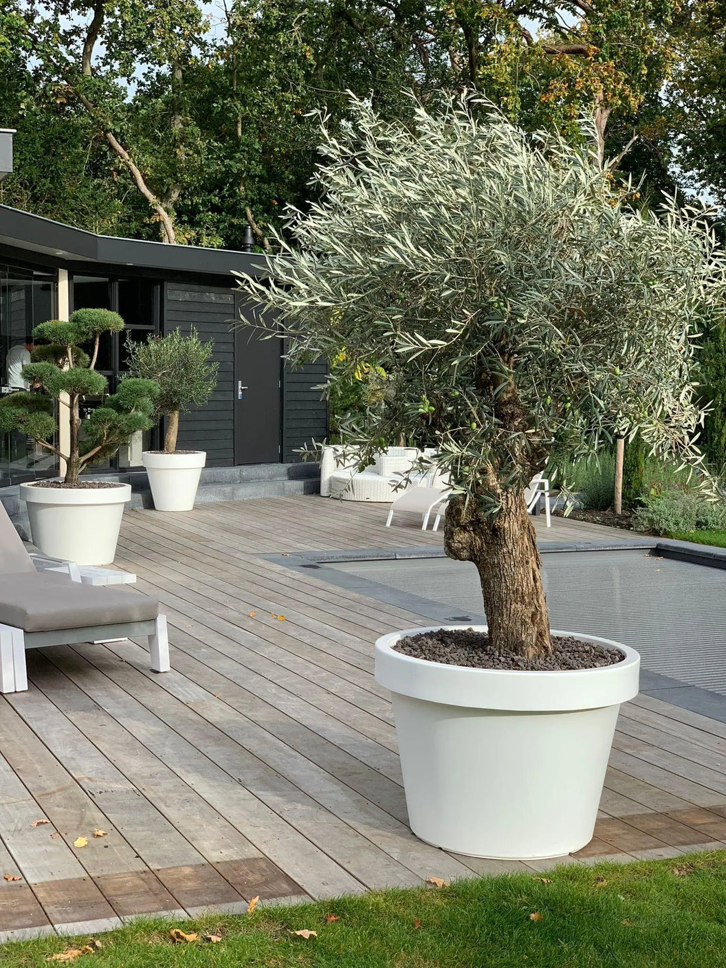 Grote bloempot buiten met olijfboom op modern terras