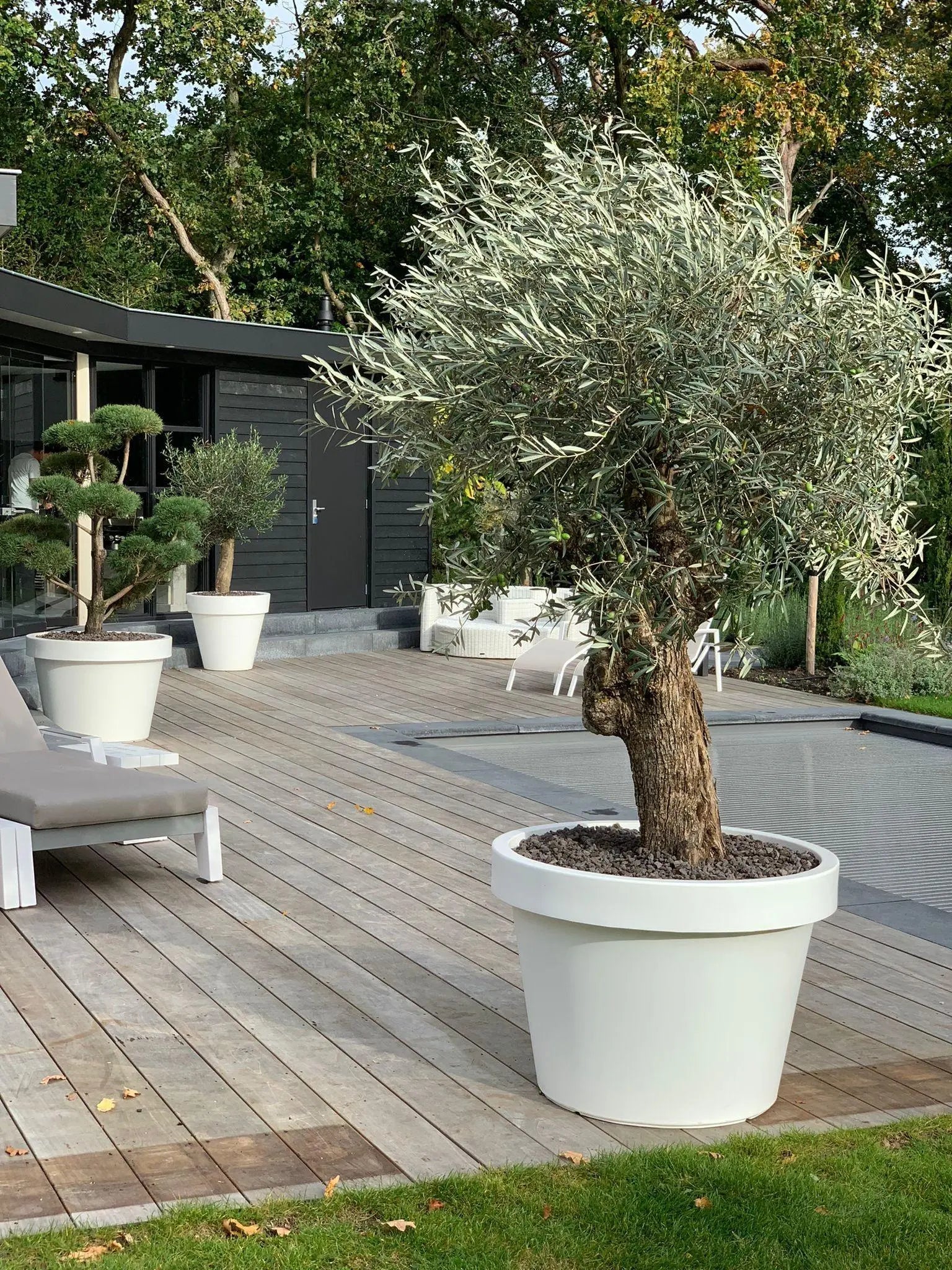 Grote bloempot buiten met olijfboom op terras