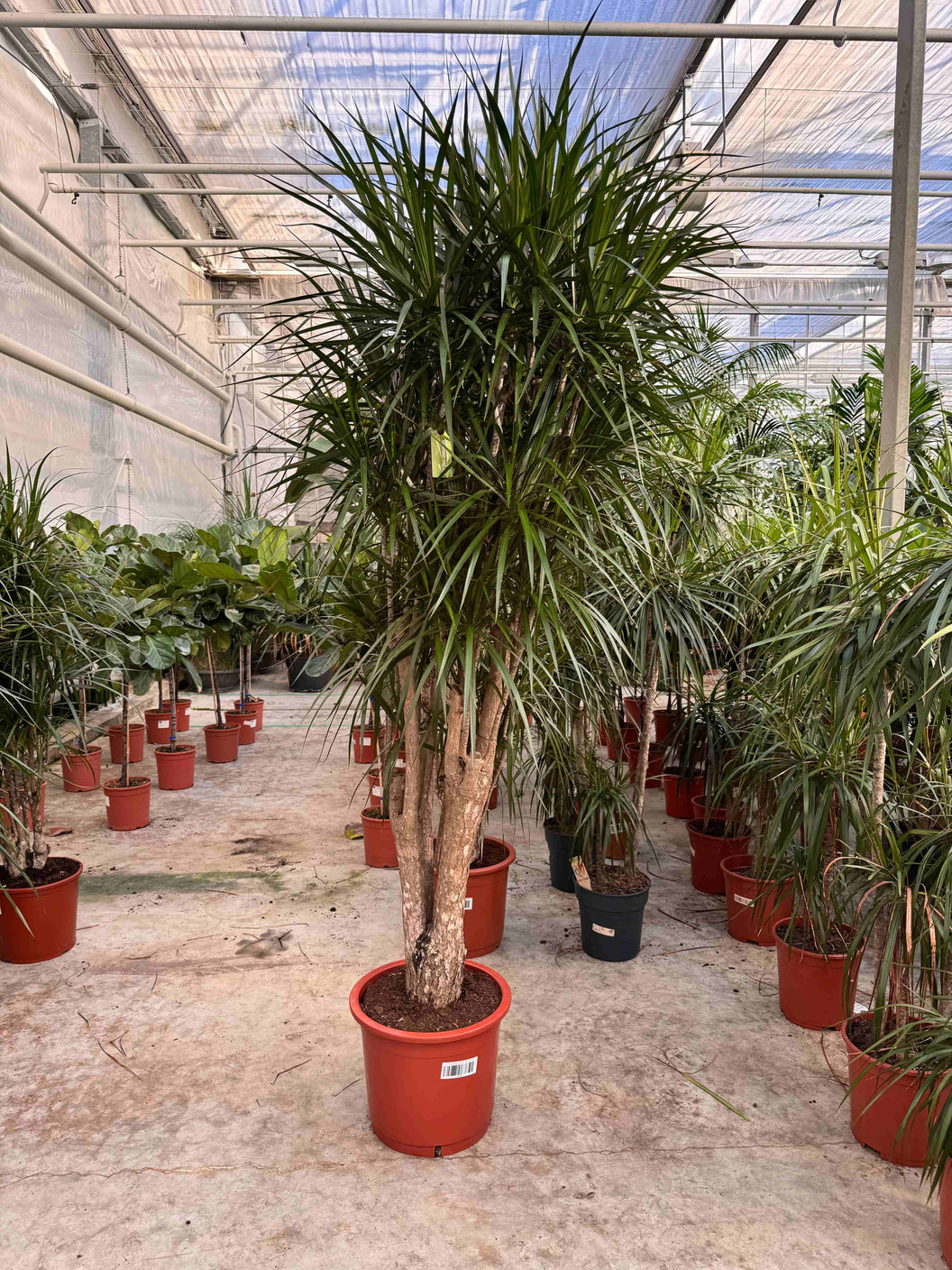 Grote Dracaena in de kas bij de kweker