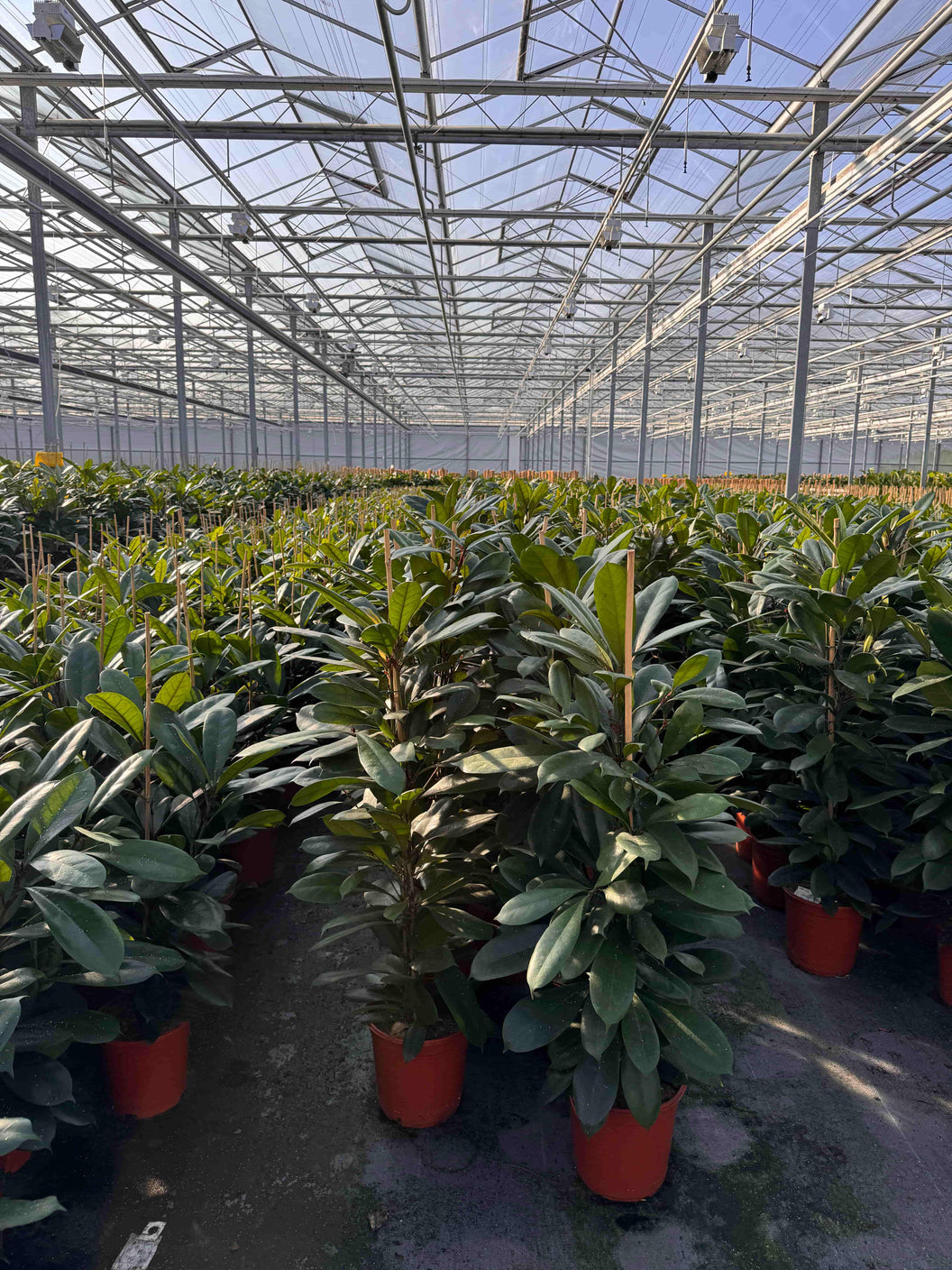 Ficus Robusta in de zonnige kas bij de kweker