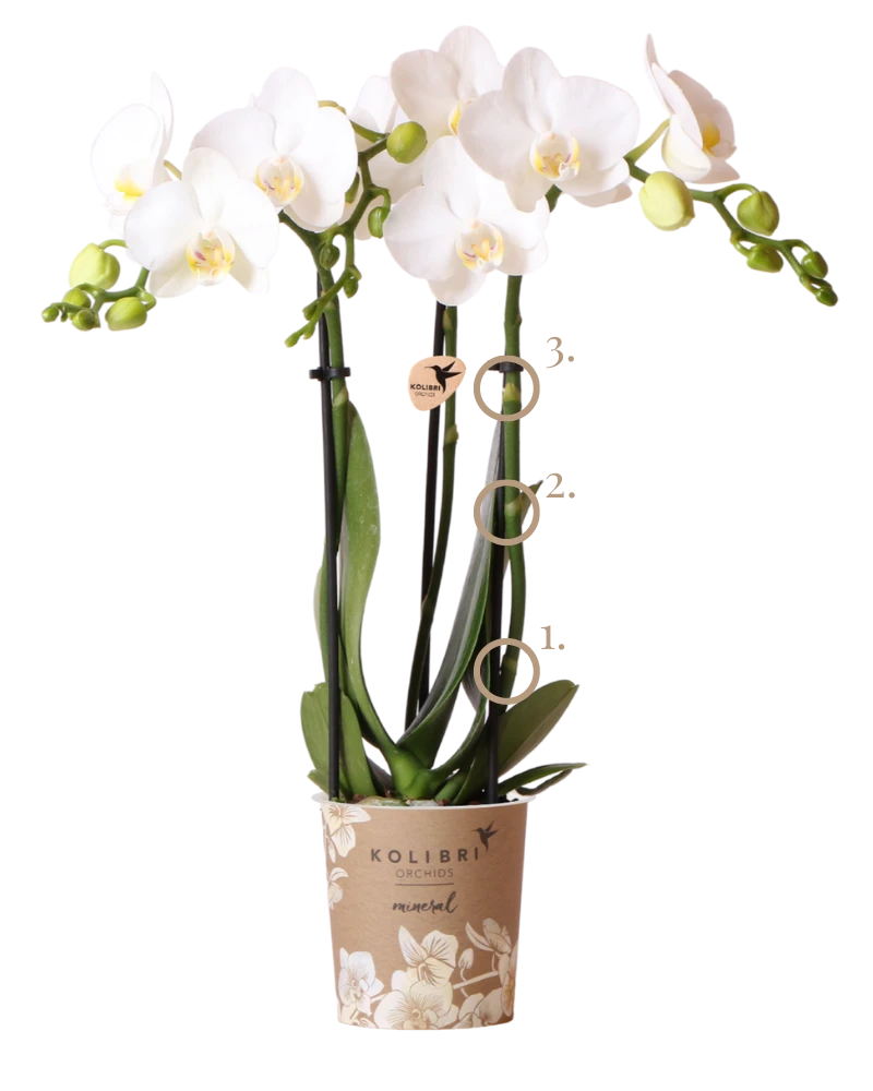 Witte orchidee met snoei-instructies gemarkeerd met cirkels en nummers