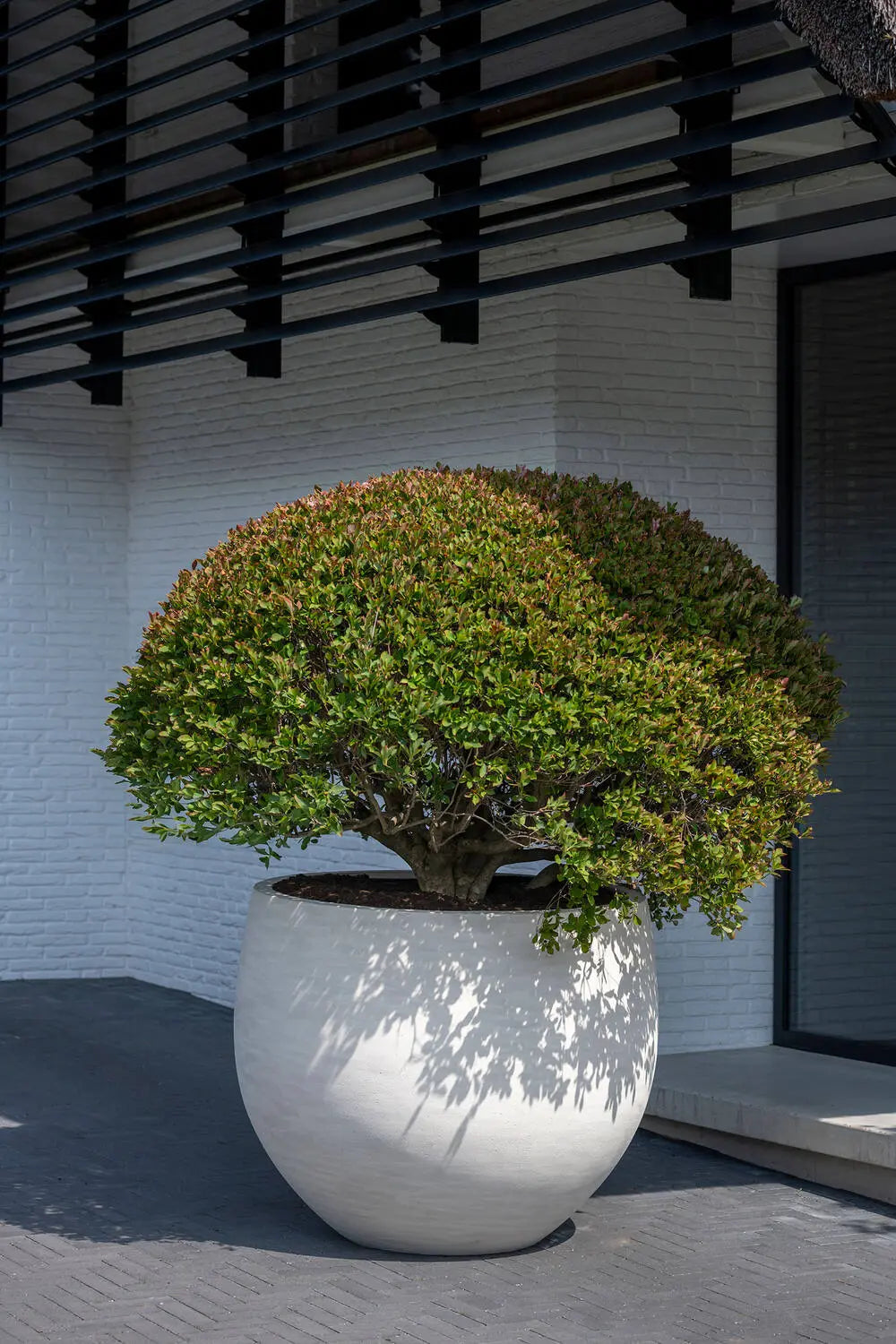 Pottery Pots Jumbo Orb bloempot buiten met vormgesnoeide plant