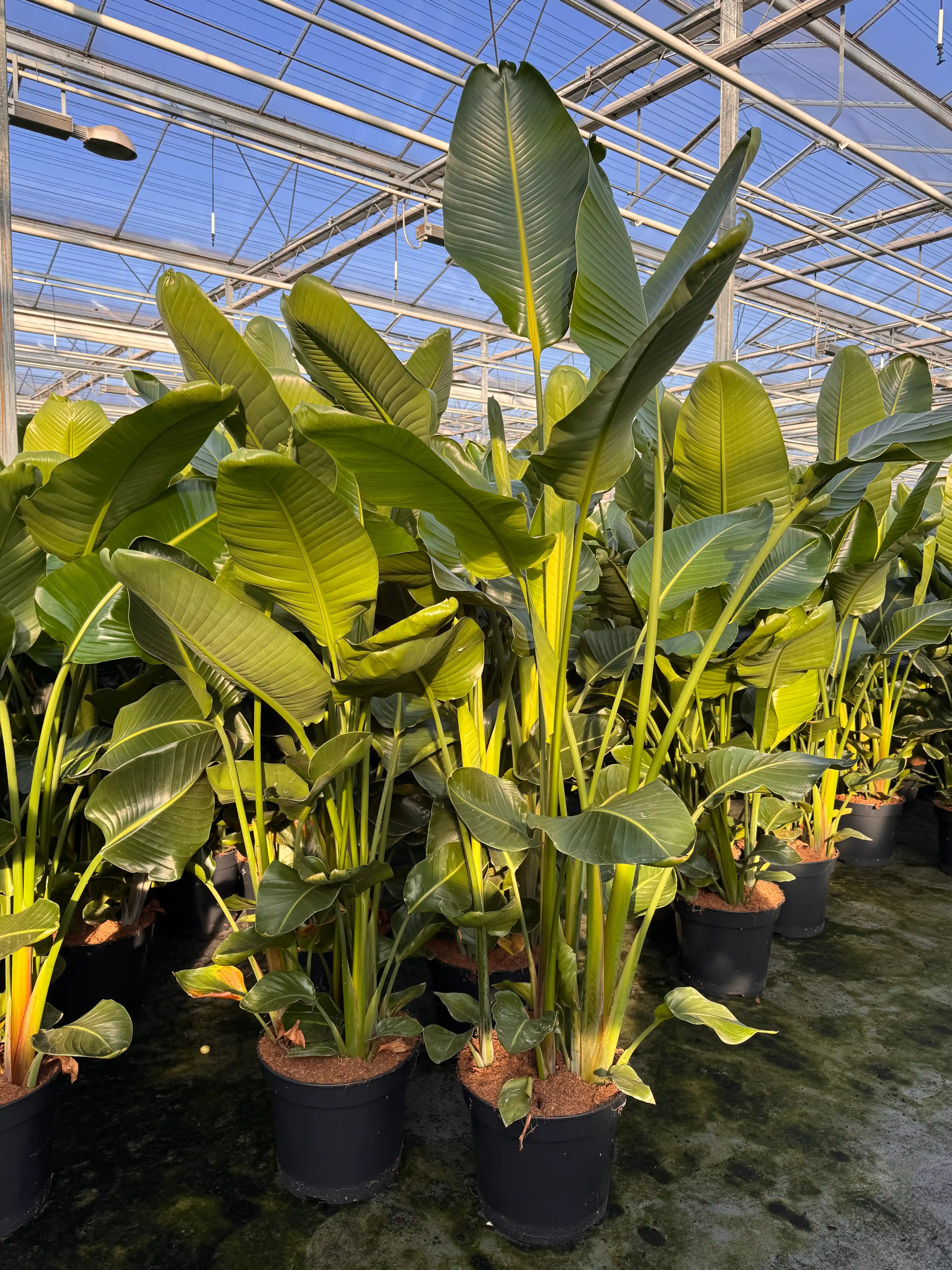 Strelitzia kamerplant bij de kweker met grote groene bladeren.