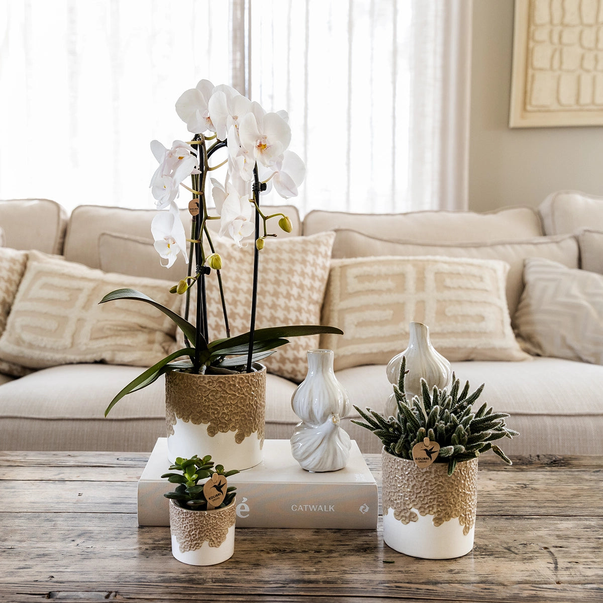 Orchidee en succulenten in Bloom sierpot met compacte uitstraling