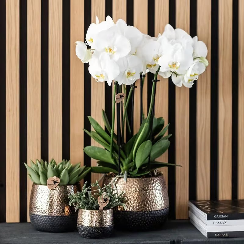 Kleine bloempot met compacte groene plant binnen