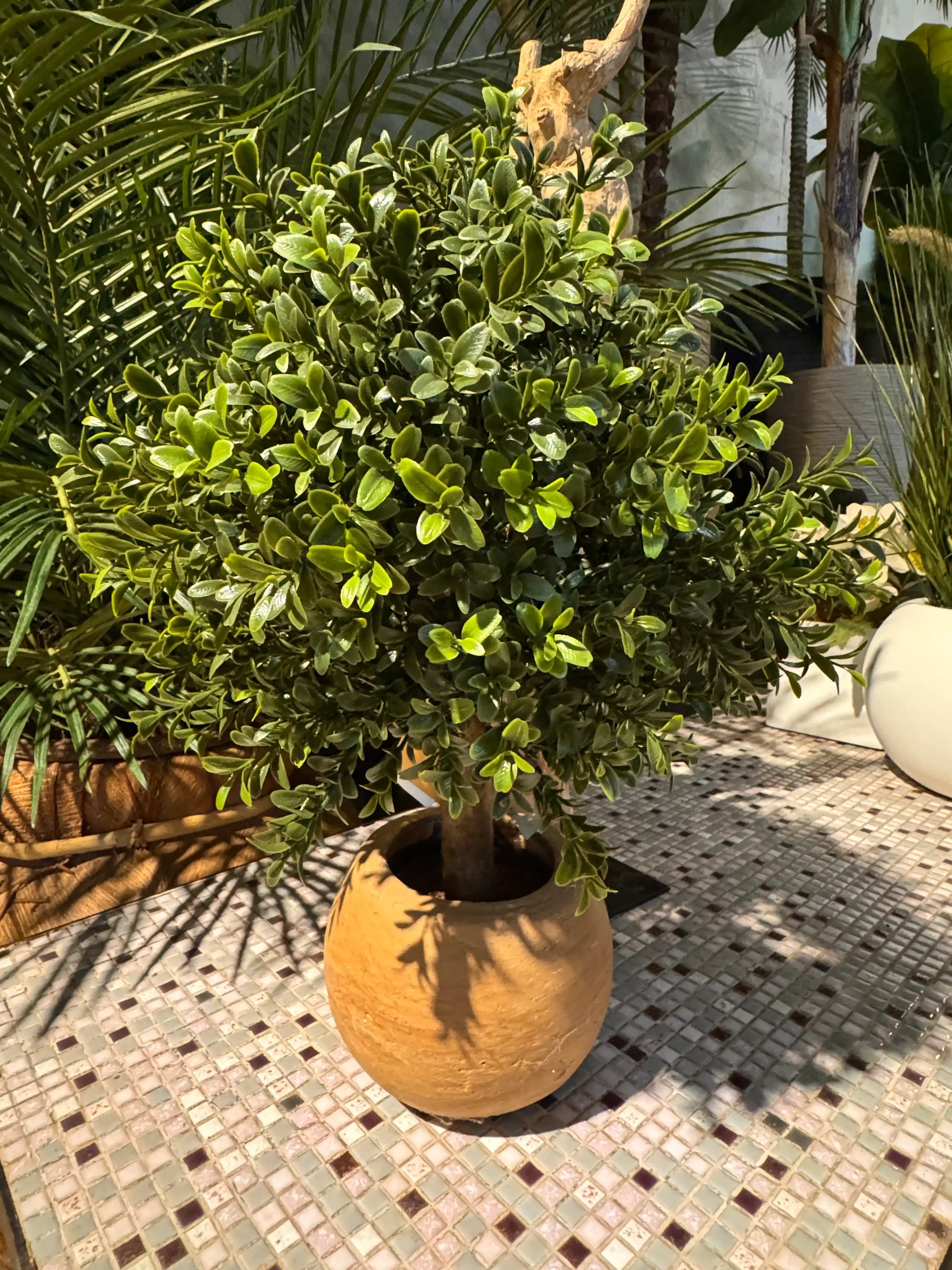 Kleine kunst buxus in terracotta pot met compacte en natuurlijke uitstraling