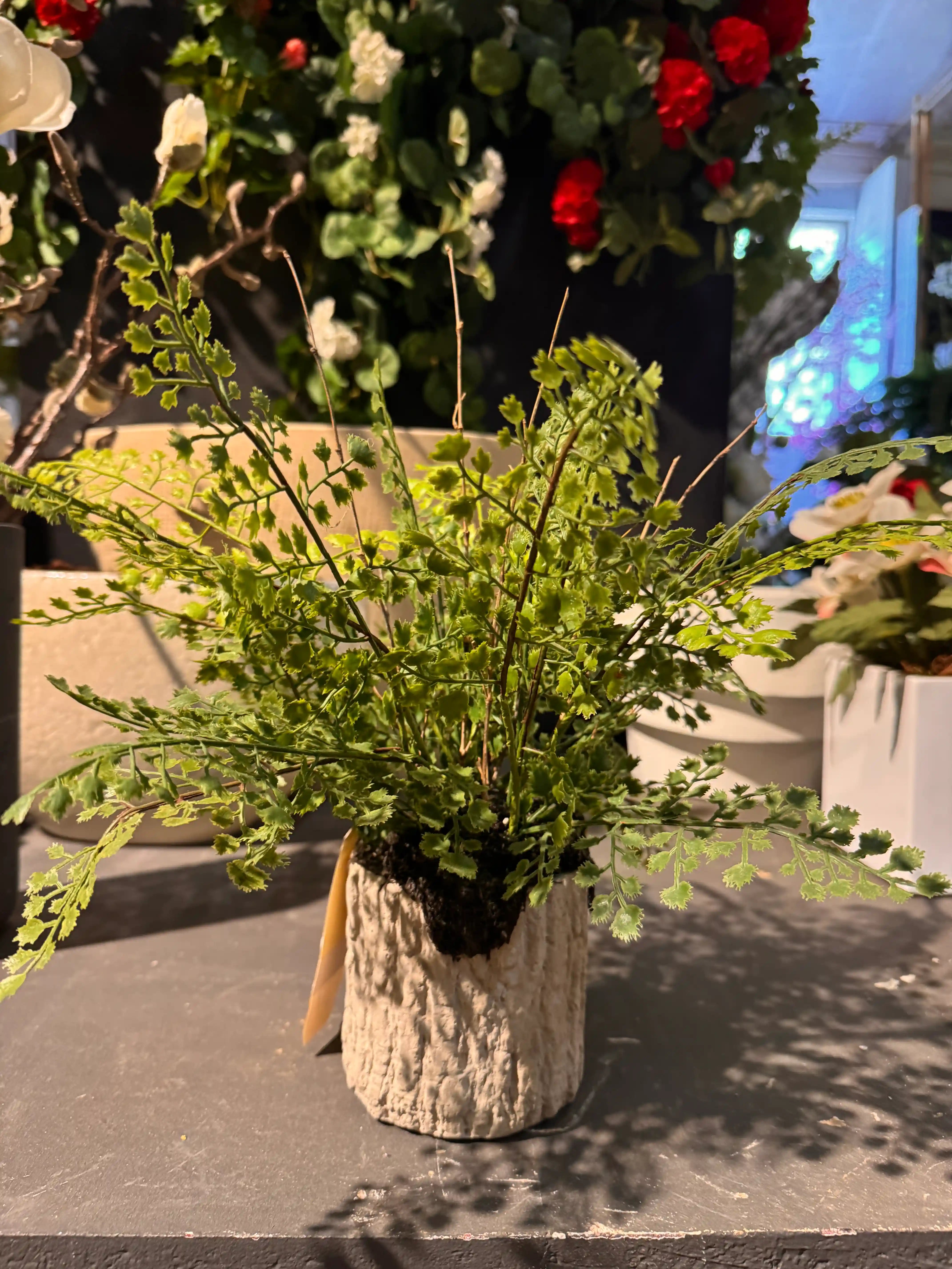 Kleine Kunst Varen Adianthum 30 cm in grijze cementpot voor een natuurlijk groen accent