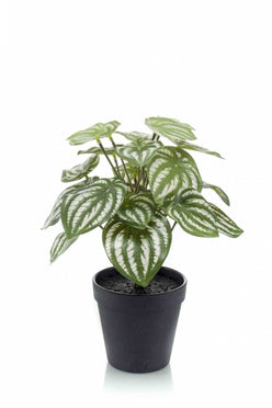Kleine kunstplanten | Peperomia bush 27cm in zwarte pot Ø11cm