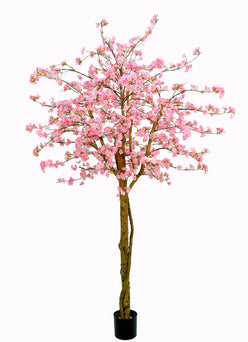Kunst bloesem | Japanse sierkersenboom 240 cm – Luxe eyecatcher