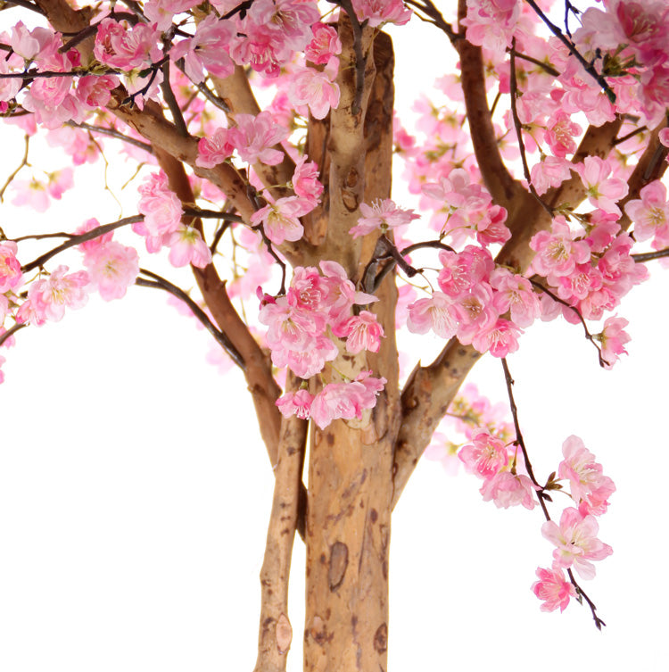 Kunst bloesem | Japanse sierkersenboom 240 cm – Luxe eyecatcher