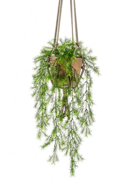 Kunst hangplant Asparagus sprengeri in verouderde terracotta hangpot, 75 cm.