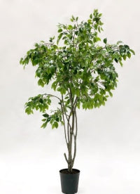 Ficus Benjamina kunstplant – 240 cm hoog – luxe uitstraling zonder onderhoud