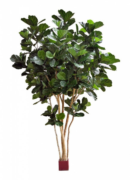 Kunstplant Ficus Lyrata Fiddle Leaf Giant Nitida Tree van 420 cm hoog met grote, glanzende bladeren en realistische stam.