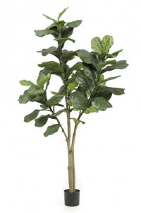 Kunstplant Ficus Lyrata 180 cm in luxe uitvoering met grote, glanzende bladeren
