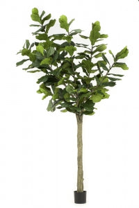 Extra grote kunst Ficus Lyrata van 300 cm, perfect als eyecatcher in ruime interieurs