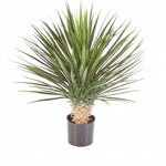 Kunstplant Yucca | Yucca Rostrata Deluxe 80cm – voor binnen én buiten