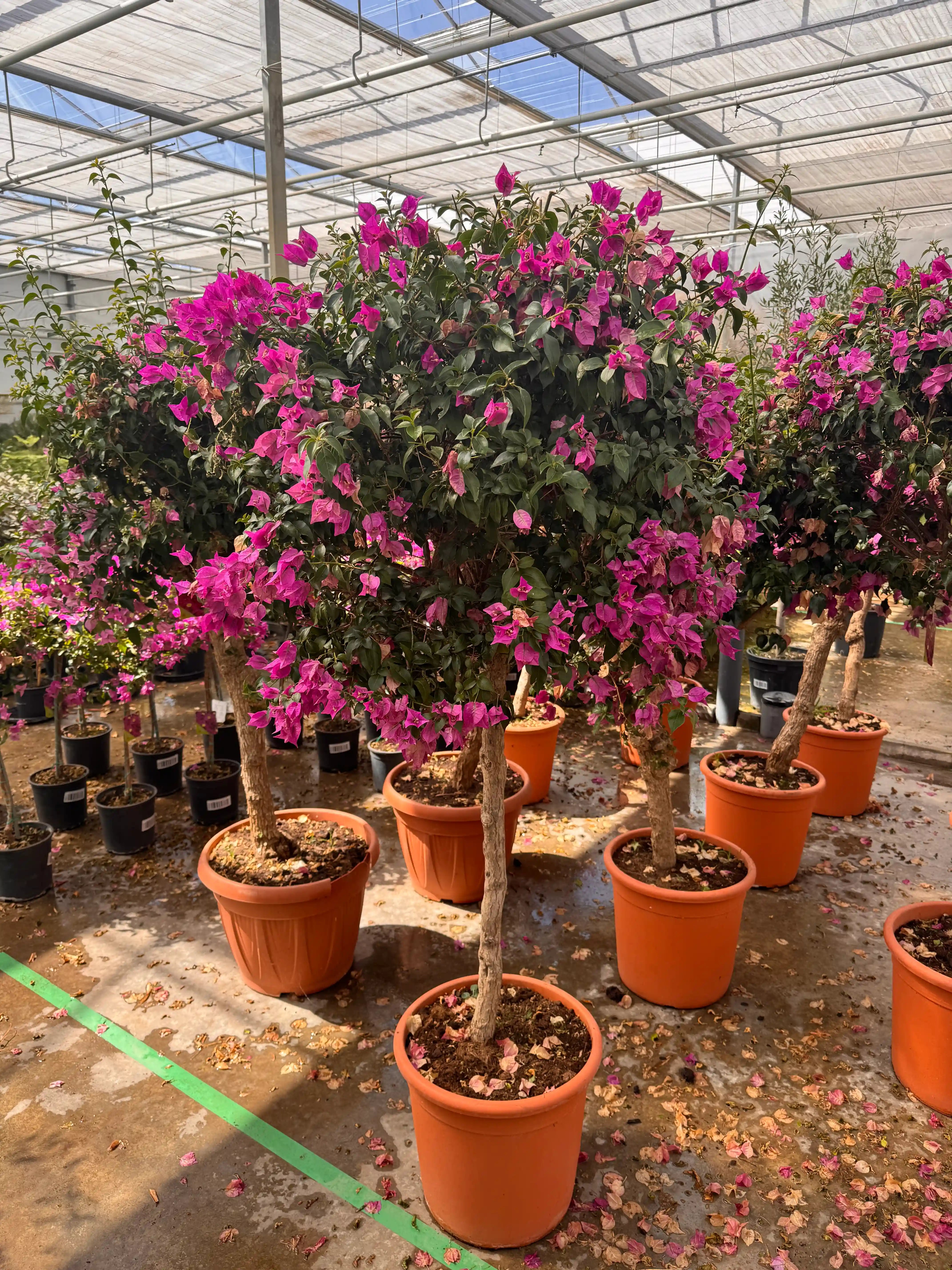 De Bougainvillea op stam in bloei bij de kweker