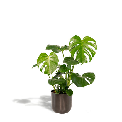Monstera kamerplant