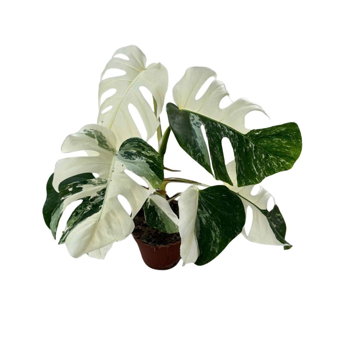 Monstera Deliciosa Variegata Super White – Kamerplant met unieke witte bladpatronen, Ø15cm pot, 50cm hoog.